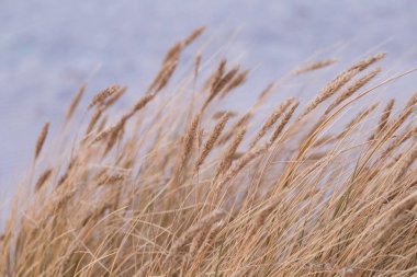 Deniz kenarındaki güzel kurutulmuş çim rüzgarda. Doğal desen.