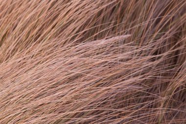 Deniz kenarındaki güzel kurutulmuş çim rüzgarda. Doğal desen.