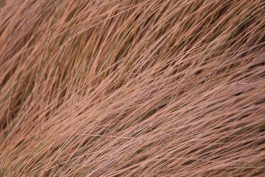 Deniz kenarındaki güzel kurutulmuş çim rüzgarda. Doğal desen.