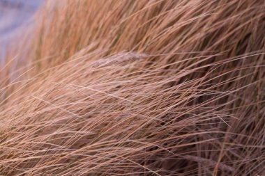 Deniz kenarındaki güzel kurutulmuş çim rüzgarda. Doğal desen.