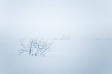 Yoğun kar yağışı güzel bir minimalist manzarada. Blizzard Merkez Norveç'te.