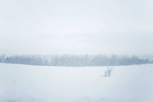 在大雪中美丽的简约景观 挪威中部暴雪 — 图库照片