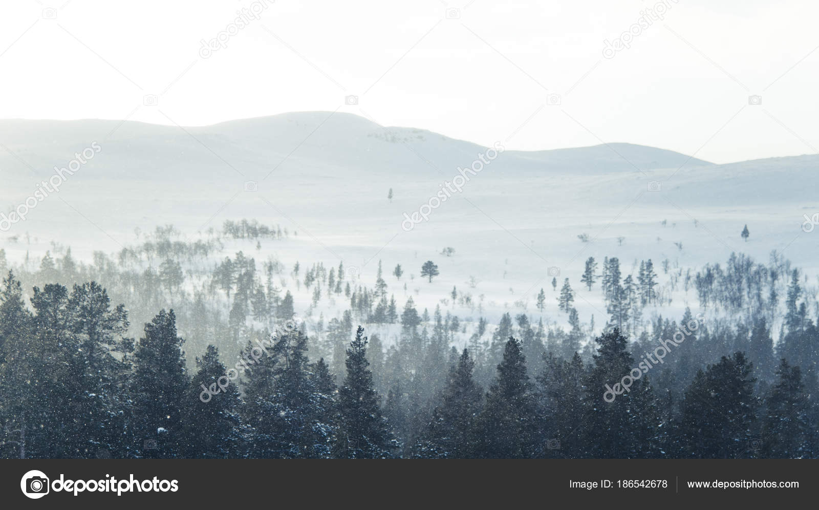 Beautiful Winter Landscape Snowy Trees Mountains Distance Central Norway Stock Photo Image By Romija 186542678