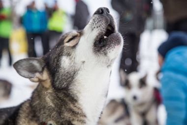 Güzel alaska husky köpekleri kızak köpek ırkının bitiş çizgisinde. Bir insanın en iyi dostu güzel portresi.