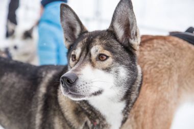 Güzel alaska husky köpekleri kızak köpek ırkının bitiş çizgisinde. Bir insanın en iyi dostu güzel portresi.