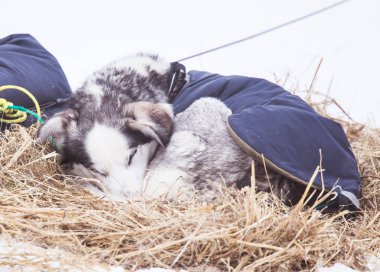 Güzel alaska husky köpekleri kızak köpek yarış sırasında dinlenme. Uzun mesafe kızak köpek yarışı Norveç'te.