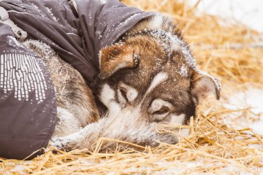 Güzel alaska husky köpekleri kızak köpek yarış sırasında dinlenme. Uzun mesafe kızak köpek yarışı Norveç'te.