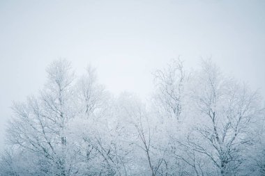 Karlı ağaçlar ve dağlar bir mesafede merkezi Norveç'te bir güzel kış manzarası.