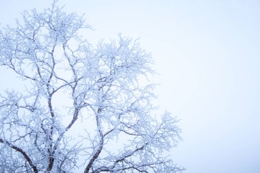 Karlı ağaçlar ve dağlar bir mesafede merkezi Norveç'te bir güzel kış manzarası.