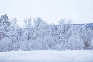Karlı ağaçlar ve dağlar bir mesafede merkezi Norveç'te bir güzel kış manzarası.