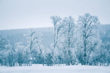 Karlı ağaçlar ve dağlar bir mesafede merkezi Norveç'te bir güzel kış manzarası.