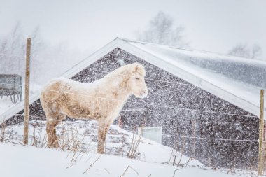 Güzel kıllı ayakta behing yoğun kar yağışı elektrikli çit atlar. Norveç çiftlik kış. Blizzard atları. Güzel çiftlik hayvanları.
