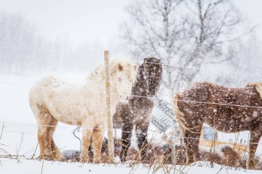 Güzel kıllı ayakta behing yoğun kar yağışı elektrikli çit atlar. Norveç çiftlik kış. Blizzard atları. Güzel çiftlik hayvanları.