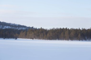Donmuş bir gölün Merkez Norveç'te güzel bir minimalist manzara. Ağaçları ile geniş karlı alan.