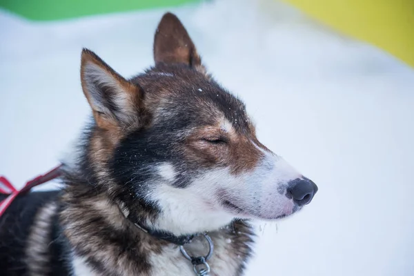 Wunderschöne Alaska Husky Dogs Ziel Eines Schlittenhunderennens Schönes Porträt Des — Stockfoto
