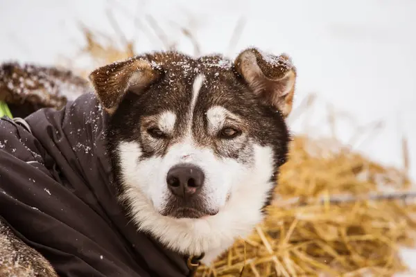 Wunderschöne Alaska Husky Dogs Die Sich Während Eines Schlittenhunderennens Ausruhen — Stockfoto