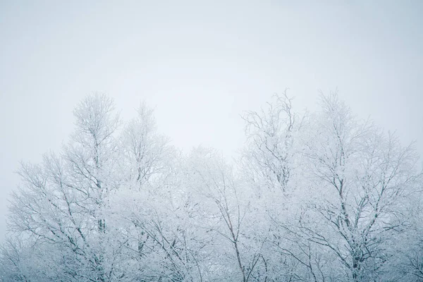 Piękny Zimowy Krajobraz Ośnieżonych Drzew Gór Odległości Środkowej Norwegii — Zdjęcie stockowe