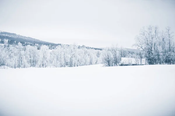 Een Prachtige Winterlandschap Met Besneeuwde Bomen Bergen Een Afstand Centraal — Stockfoto