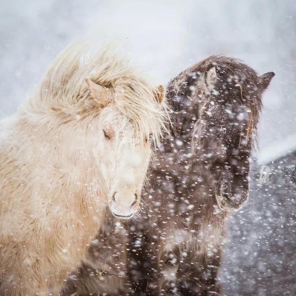 Piękna Owłosione Konie Stojące Behing Ogrodzeń Elektrycznych Obfitych Opadów Śniegu — Zdjęcie stockowe