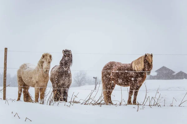 Hermosos Caballos Peludos Pie Detrás Cerca Eléctrica Las Fuertes Nevadas — Foto de Stock