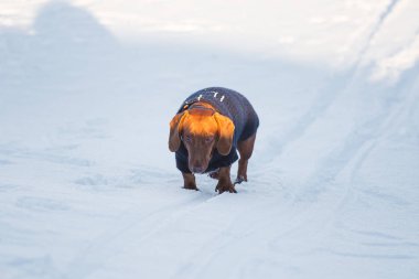 Örme kazak ile karda yürüyen güzel bir kahverengi dachshund. Kışın evde beslenen hayvan yürüyüş. Norveç kış, güneşli bir gün zevk evde beslenen hayvan.