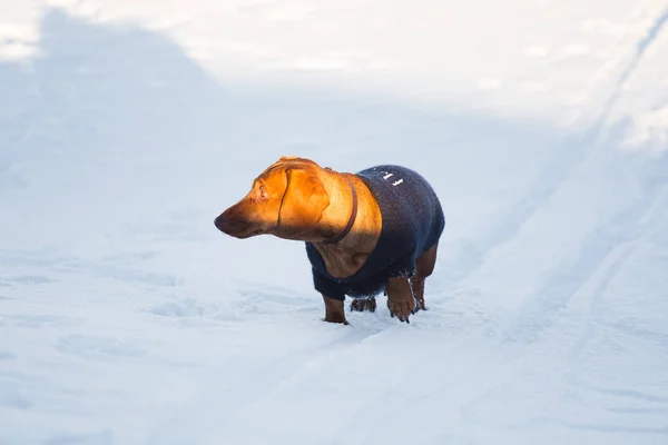 ニットのセーターと雪の中を歩く美しい茶色のダックスフント 冬の散歩 ノルウェーの冬 晴れた日を楽しむペット — ストック写真