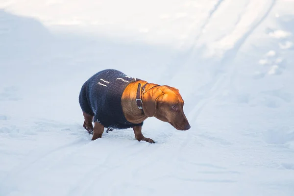 ニットのセーターと雪の中を歩く美しい茶色のダックスフント 冬の散歩 ノルウェーの冬 晴れた日を楽しむペット — ストック写真