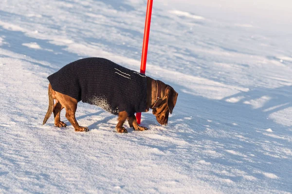 ニットのセーターと雪の中を歩く美しい茶色のダックスフント 冬の散歩 ノルウェーの冬 晴れた日を楽しむペット — ストック写真