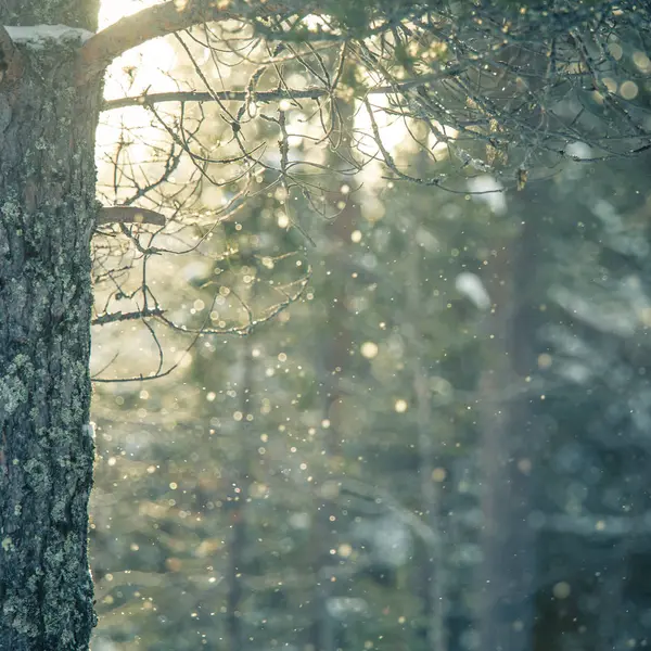 Gyönyörű Téli Táj Havas Központi Norvégia Könnyű Természeti Táj — Stock Fotó