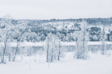 Bir ağaçta bir banka ile güzel donmuş nehir. Merkez Norveç'in beyaz kış manzarası. Işık sahne.