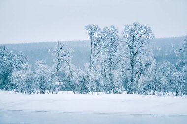 Bir ağaçta bir banka ile güzel donmuş nehir. Merkez Norveç'in beyaz kış manzarası. Işık sahne.