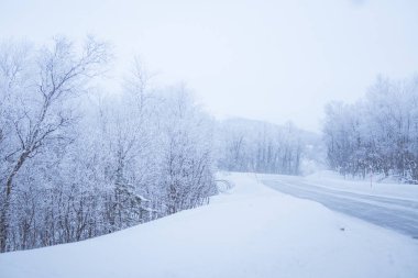 Güzel bir beyaz yol Emanet Polonyalılar ile merkez Norveç'te orman yoluyla. Güzel kış manzara İskandinavya.