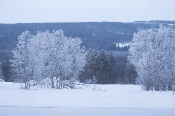 Bir ağaçta bir banka ile güzel donmuş nehir. Merkez Norveç'in beyaz kış manzarası. Işık sahne.
