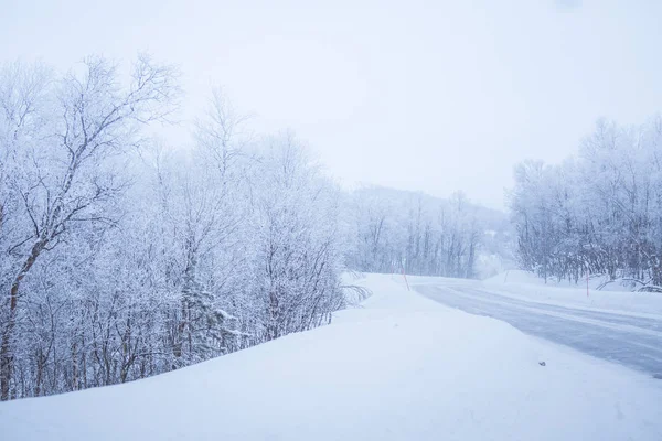 Güzel bir beyaz yol Emanet Polonyalılar ile merkez Norveç'te orman yoluyla. Güzel kış manzara İskandinavya.