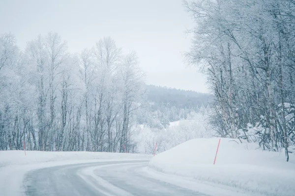 Красивая Белая Дорога Через Лес Центральной Норвегии Столбами Безопасности Красивый — стоковое фото
