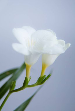 Bir beyaz Frezya çiçek güzel closeup ile sığ derinlik-in tarla. Bahar çiçekleri pencerenin yakınındaki. Romantik bir görünüm.