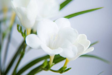 Bir beyaz Frezya çiçek güzel closeup ile sığ derinlik-in tarla. Bahar çiçekleri pencerenin yakınındaki. Romantik bir görünüm.