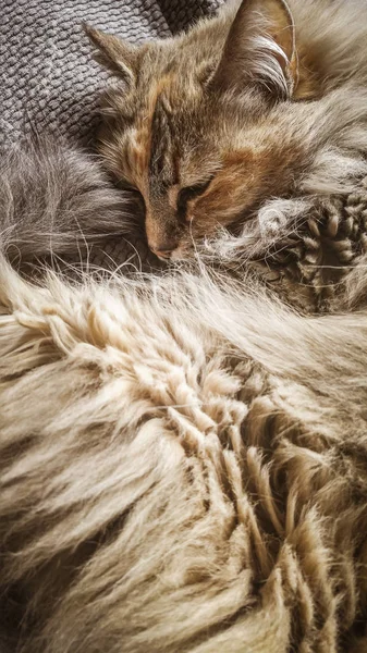 Belo Gato Tricolor Dormindo Uma Cadeira Escritório Gatinho Dormindo Cobertor — Fotografia de Stock