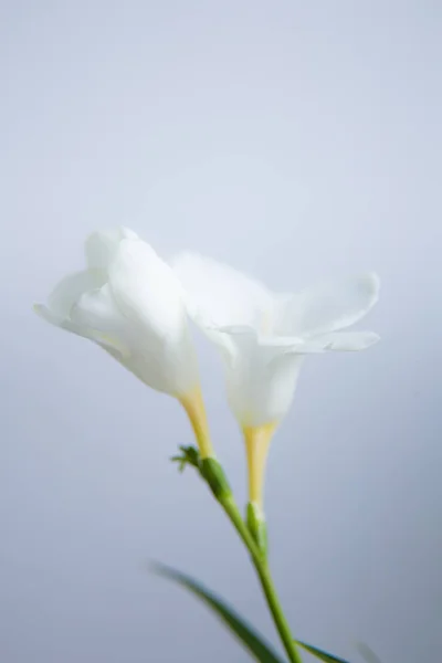 Ένα Όμορφο Closeup Ενός Λουλουδιού Φρέζια Λευκή Ρηχό Βάθος Πεδίου — Φωτογραφία Αρχείου