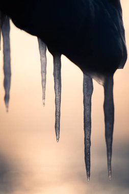 Tuzlu su Baltık Denizi kıyısında bir güzel hangign buz sarkıtları. Plaj kış buz. Donmuş su oluşumları.