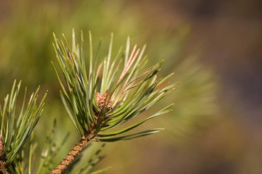 Güzel çam ağacı güneşli erken Bahar günde tomurcukları. Bir ağaç dalı closeup. Sığ derinlik-in tarla.