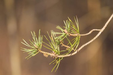 Güzel çam ağacı güneşli erken Bahar günde tomurcukları. Bir ağaç dalı closeup. Sığ derinlik-in tarla.