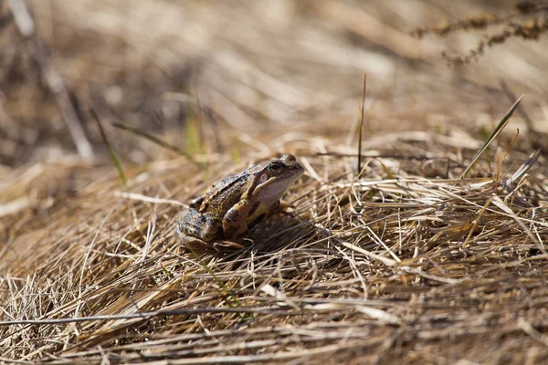 Une Belle Grenouille Brune Assise Sur Sol Pleine Feuilles Séchées — Photo