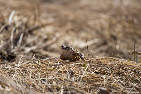 Krásná Hnědá Žába Sedí Zemi Plný Sušených Poslední Listí Trávy — Stock fotografie