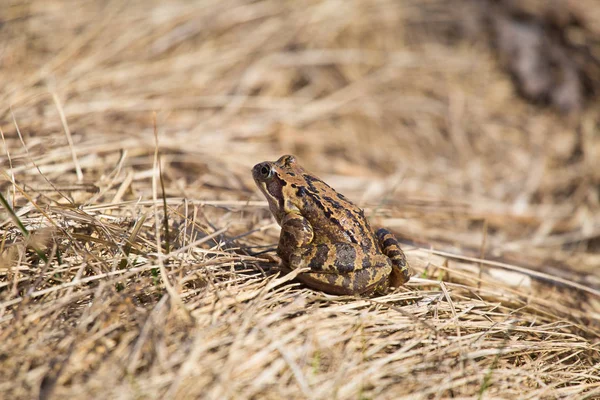 Une Belle Grenouille Brune Assise Sur Sol Pleine Feuilles Séchées — Photo