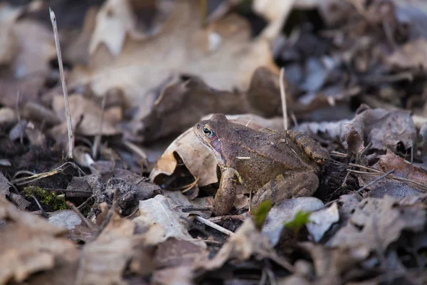 Beautiful Brown Frog Sitting Ground Full Dried Last Years Leaves — Stock Photo, Image