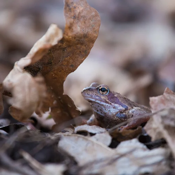 Une Belle Grenouille Brune Assise Sur Sol Pleine Feuilles Séchées — Photo