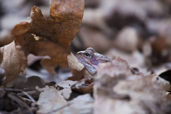 Une Belle Grenouille Brune Assise Sur Sol Pleine Feuilles Séchées — Photo