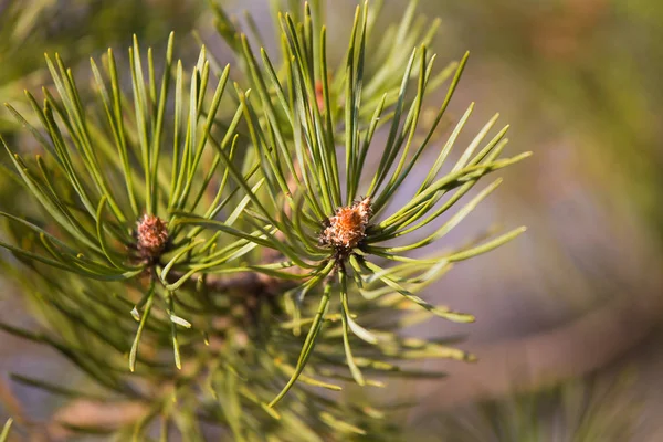 Een Mooie Naaldboom Knoppen Een Zonnige Lentedag Close Van Een — Stockfoto