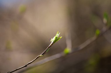 Güzel yeşil bahar bir ormanda bırakır. Erken Bahar doğa büyütme. Sığ derinlik-in tarla.